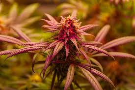Exploring the Unique Qualities of the Mexican Red Hair Strain 0