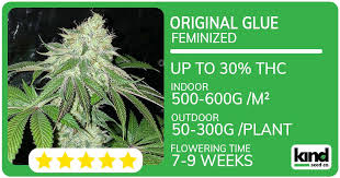 Exploring the Unique Qualities of the Mexican Red Hair Strain 0